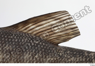 Northern pike back fin 0002.jpg